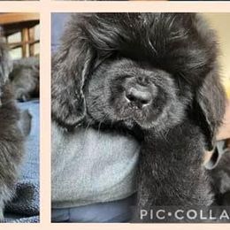 Newfoundlands from Eve Caimano's Newfoundlands