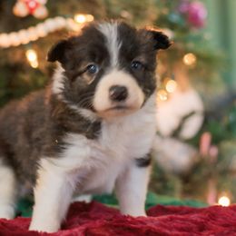 Charm - Brindle Border Collie puppy in Olive Hill, Kentucky from SaturnMoon MAS & BC