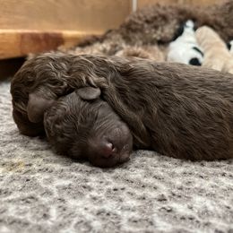 Poodle Puppies from Red Paw Farm