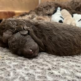 Poodle Puppies from Red Paw Farm