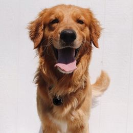 Golden Retrievers from Nia's Golden Retrievers