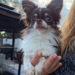 Gronk - Chihuahua