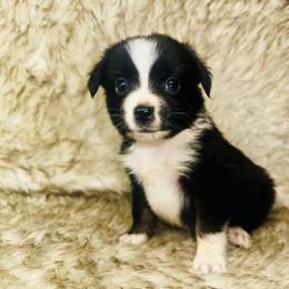 Ace - Black tri male Miniature Australian Shepherd puppy in Wauchula, Florida from Sun & Moon Aussies