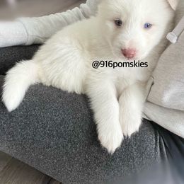 Pomsky Puppies from 916 Pomskies