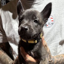 Boy3 - Black brindle male Dutch Shepherd puppy in Watertown, Connecticut from APACHE CANINE