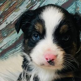 Miniature Australian Shepherds from Haden’s Mini Aussies