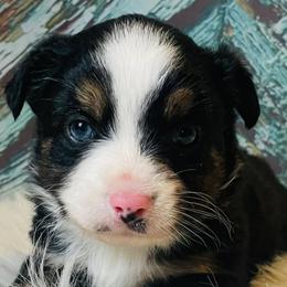 Miniature Australian Shepherds from Haden’s Mini Aussies