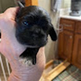 Girl 3 - Black and tan female Cocker Spaniel puppy in Sautee Nacoochee, Georgia from Candy's Cockers