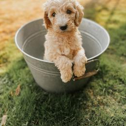 Goldendoodle Puppies from J + A Family Doodles