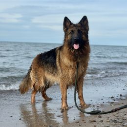 Sansa - German Shepherd