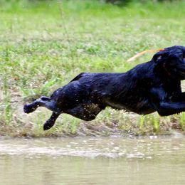 Labrador Retrievers from Palmetto Creek Kennels & Gundogs, LLC