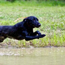 Labrador Retrievers from Palmetto Creek Kennels & Gundogs, LLC