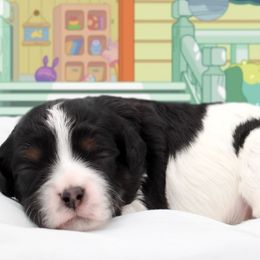 Bingo - Tri-color female Cavapoo puppy in Hendersonville, North Carolina from Grayfinn House