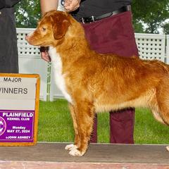 French Bulldogs and Nova Scotia Duck Tolling Retrievers from Folklore Den