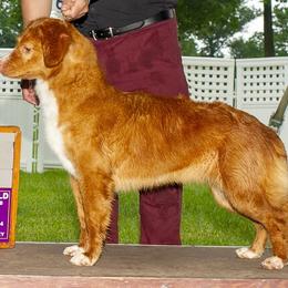 French Bulldogs and Nova Scotia Duck Tolling Retrievers from Folklore Den