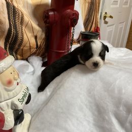 Luna - Black tri female Miniature Australian Shepherd puppy in Signal Mountain, Tennessee from D & D Miniature and Toy Australian Sheppards