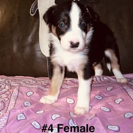 Sister - Tri-color female Border Collie puppy in Liverpool, Pennsylvania from Breezy Acres Stock & Sporting Dogs