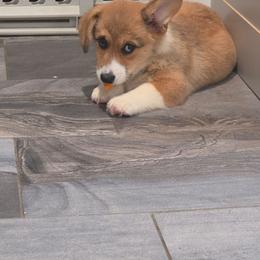 Dew - Red male Pembroke Welsh Corgi puppy in Kiowa, Colorado from Cool Water Corgis LLC