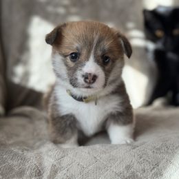 Yellow collar - Sable and white female American Corgi puppy in Glenwood, Minnesota from Crystal Blue Corgi