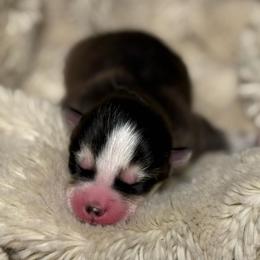 Ferrari - Black and white female Pomsky puppy in Greenfield, Minnesota from SRF Pomskies