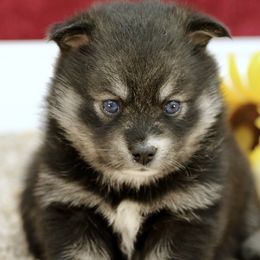 Wanda - Black and white Pomsky puppy in Freedom, Indiana from Pine Haven Puppies