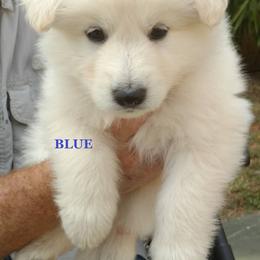 Berger Blanc Suisse and German Shepherd Puppies from Vom Hundhaus German Shepherds