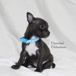 Teal - Black sabled silver female Chihuahua puppy in Willamina, Oregon from Cherished Chihuahuas