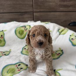 Cockapoo Puppies from Taryn Smith