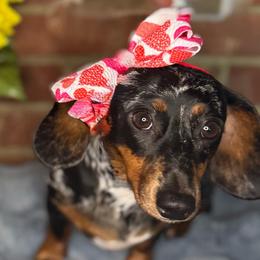 Dixie - Dachshund