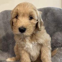 Girl 8 - Red  female Goldendoodle puppy in Landis, North Carolina from Shelbys Doodle Farm