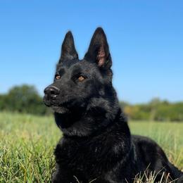 German Shepherds from R3 Workingline Shepherds