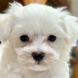 Maltese from LittleFurryFriends