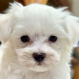 Maltese from LittleFurryFriends