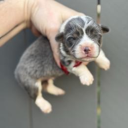 Rolex - Blue male Pembroke Welsh Corgi puppy in East Oakdale, California from Rhettro Kennels