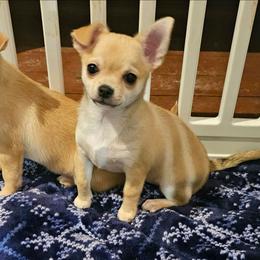 Millie - Fawn female Chihuahua puppy in Joliet, Illinois from Chihuahua and frenchie favs