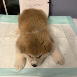 Ougetsu - Red female Japanese Akitainu puppy in Hubert, North Carolina from Miyo Ken