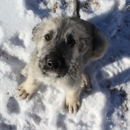 Irish Wolfhound and Pomsky Puppies from Bingo's Puppies