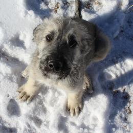 Irish Wolfhound and Pomsky Puppies from Bingo's Puppies