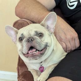 Honey - French Bulldog