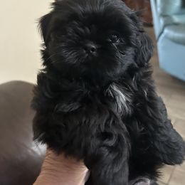 Murphy - Black male Shih Tzu puppy in New Port Richey, Florida from Stanford's Shih Tzus