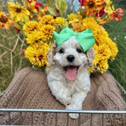 Ariel - Buff and white female Cockapoo puppy in Rolla, Missouri from Diamond K