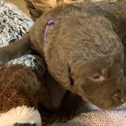 Gracie - Brown Chesapeake Bay Retriever puppy in Yellville, Arkansas from Two Rivers Chesapeakes
