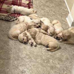 Golden Retriever Puppies from Wise-Taylor Goldens