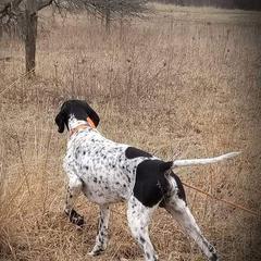 Pointers from Crescendo Pointers