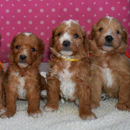 Goldendoodle Puppies from Hilltop Pups LLC