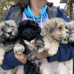 Havanese Puppies from Homefull of Havanese