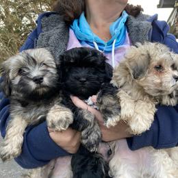 Havanese Puppies from Homefull of Havanese