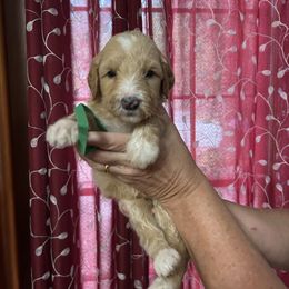Cora little boy green - Apricot male Goldendoodle puppy in Hardeeville, South Carolina from Pups of the Lowcountry