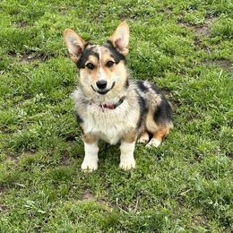 Reese - Pembroke Welsh Corgi