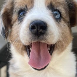Miniature Australian Shepherds from Happy to See You Mini Aussies